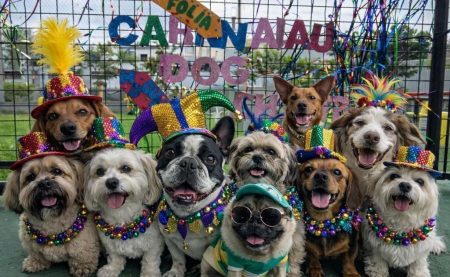 Especialistas recomendam cuidados com animais de estimação durante desfiles de Carnaval